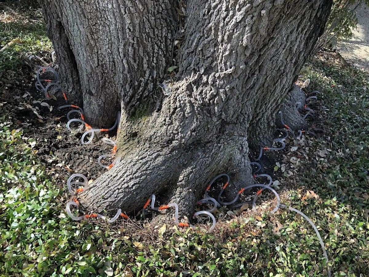 Detailed Tree Cabling and Bracing job site in Roslyn