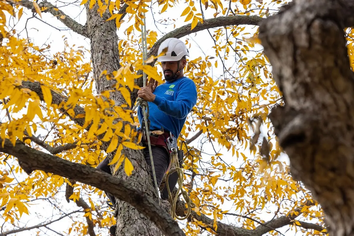 Skilled Storm Damage Cleanup crew working in Roslyn